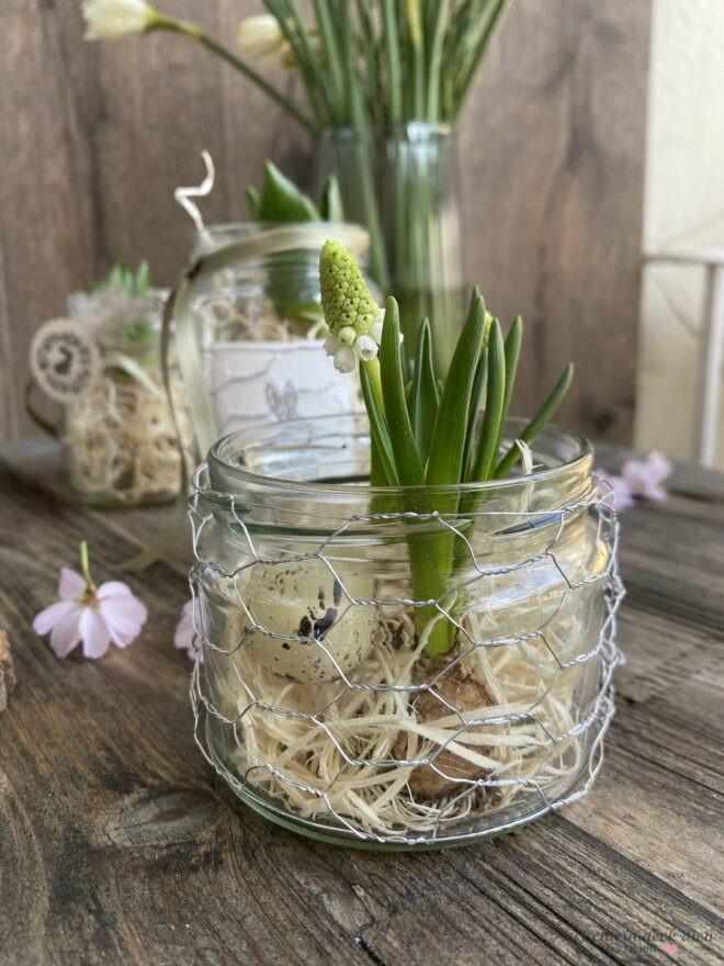 frühlingshafte und österliche Blumendekoration mit weißen Perlhyazinthen im Schraubglas